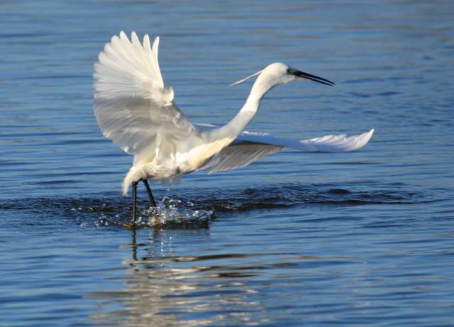 aigrette