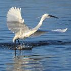 aigrette