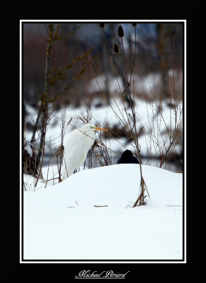 Aigrette