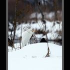 Aigrette