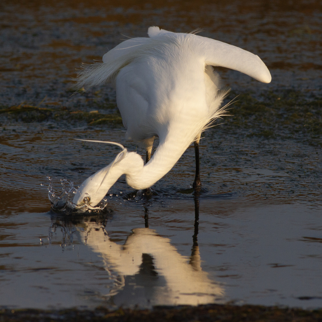 Aigrette 