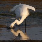 Aigrette 