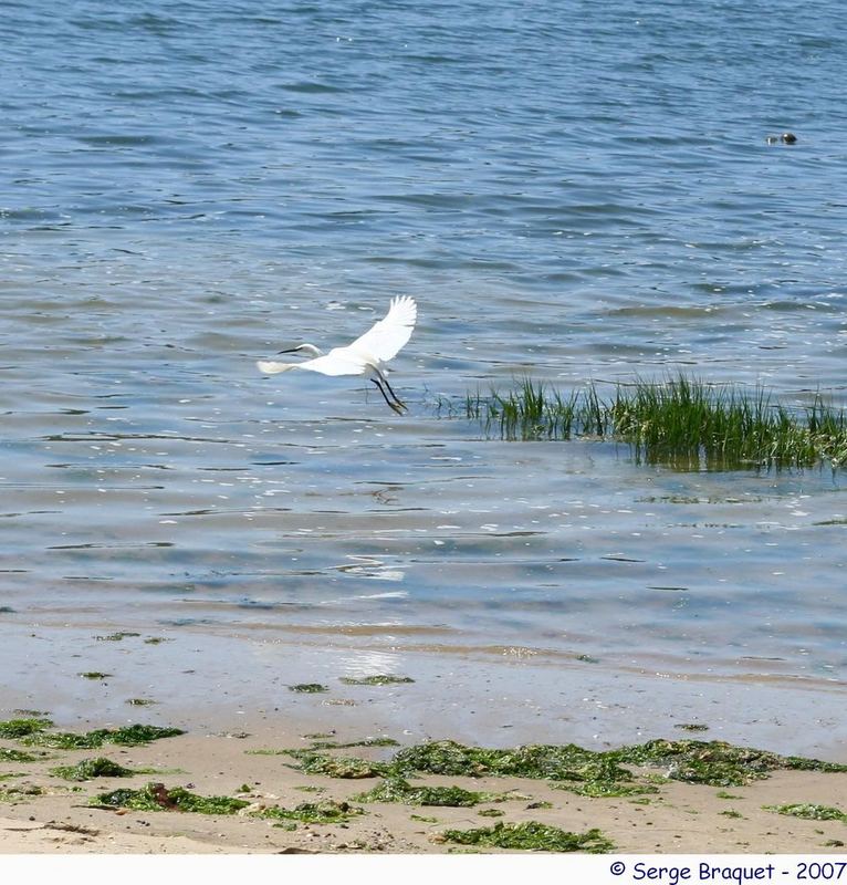 Aigrette