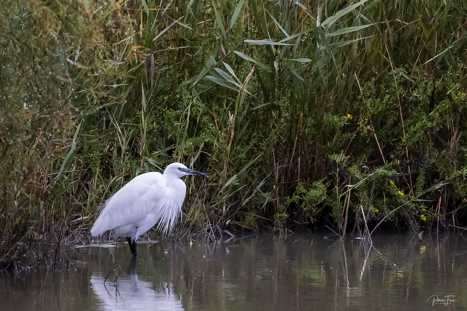 Aigrette