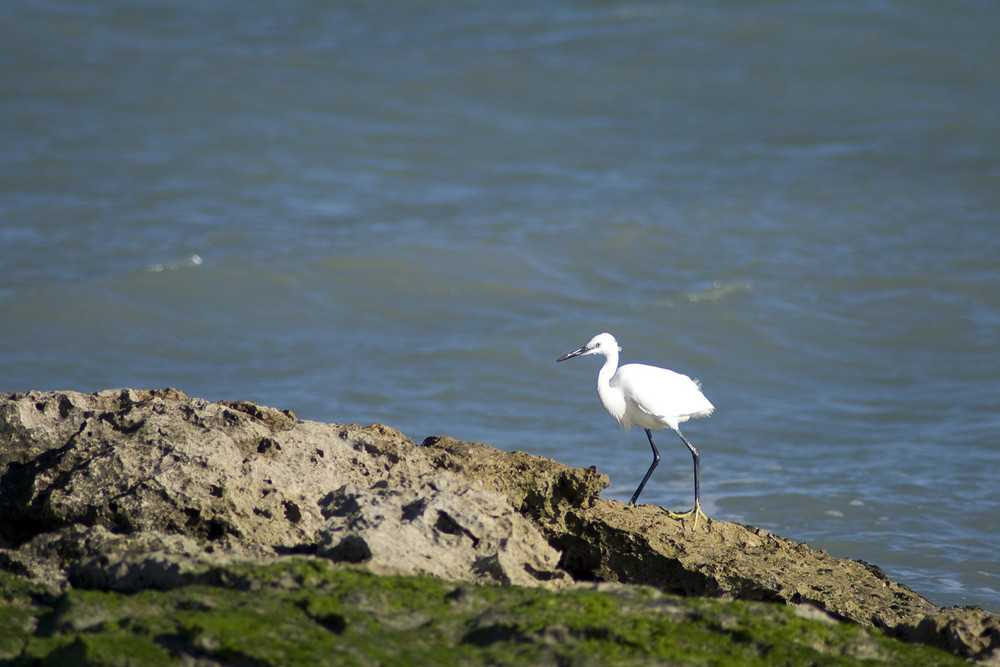 aigrette