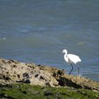 aigrette