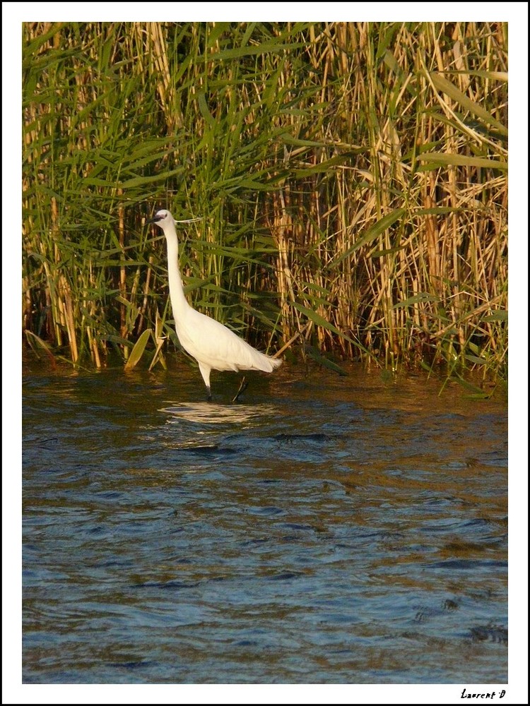 Aigrette