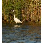 Aigrette