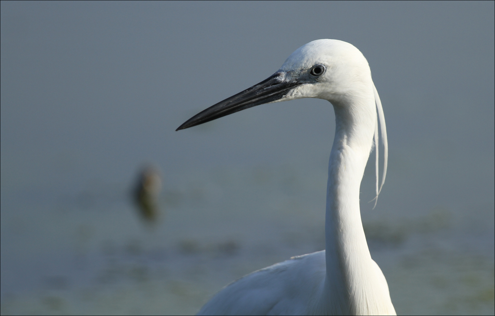 Aigrette