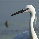 Aigrette