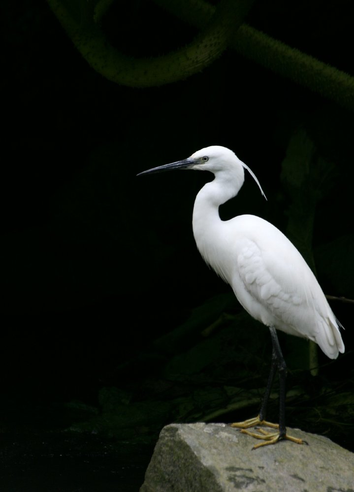 Aigrette