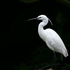 Aigrette