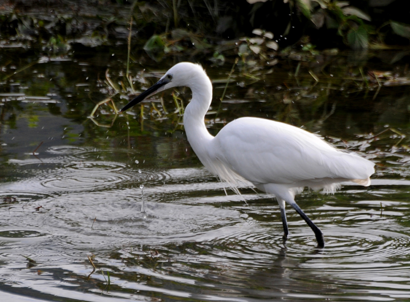 Aigrette