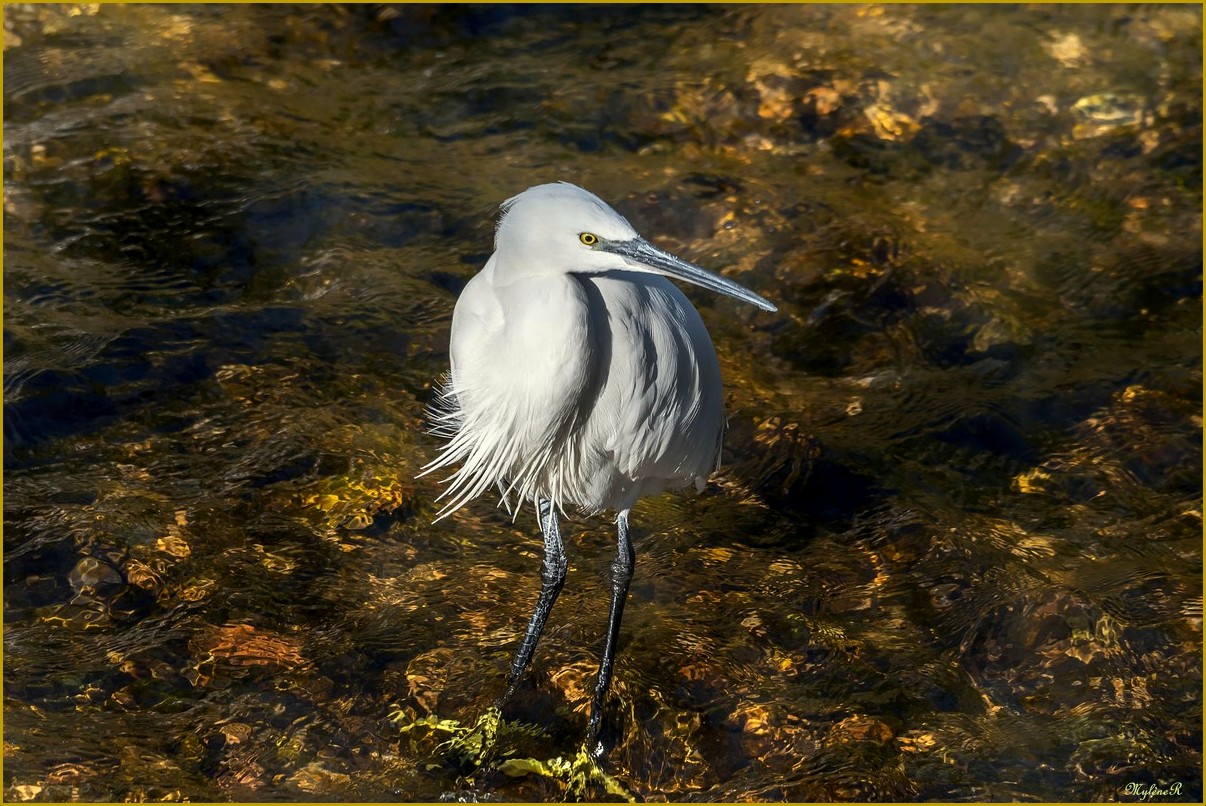 Aigrette