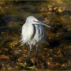 Aigrette