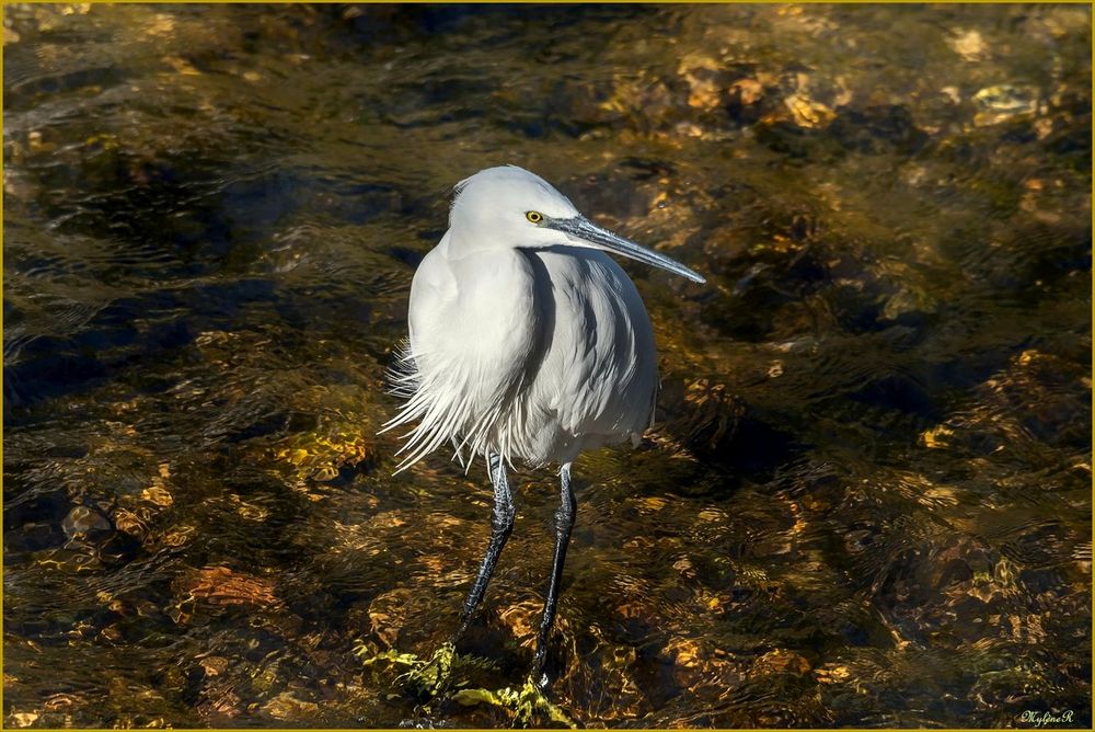 Aigrette