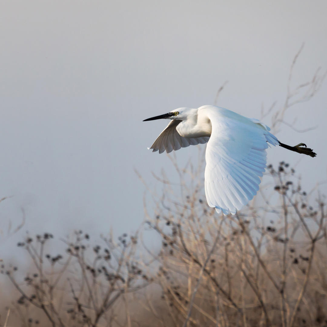 Aigrette