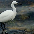 Aigrette