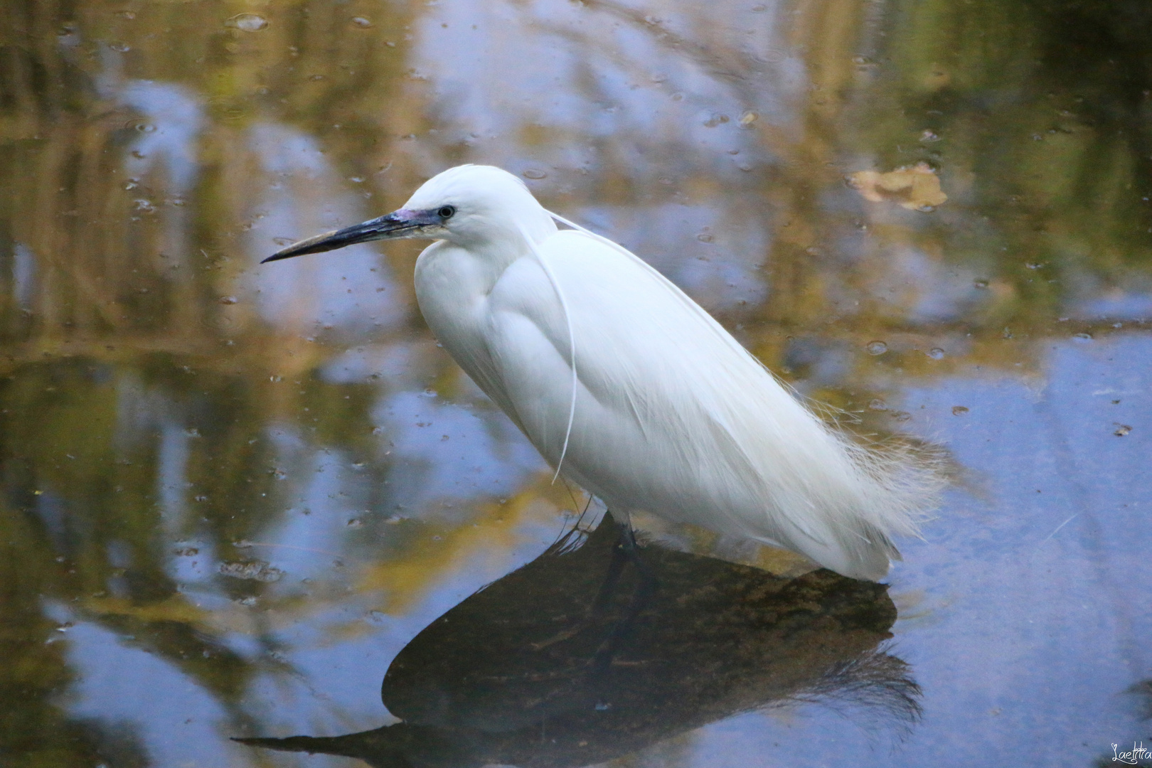 Aigrette