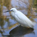 Aigrette