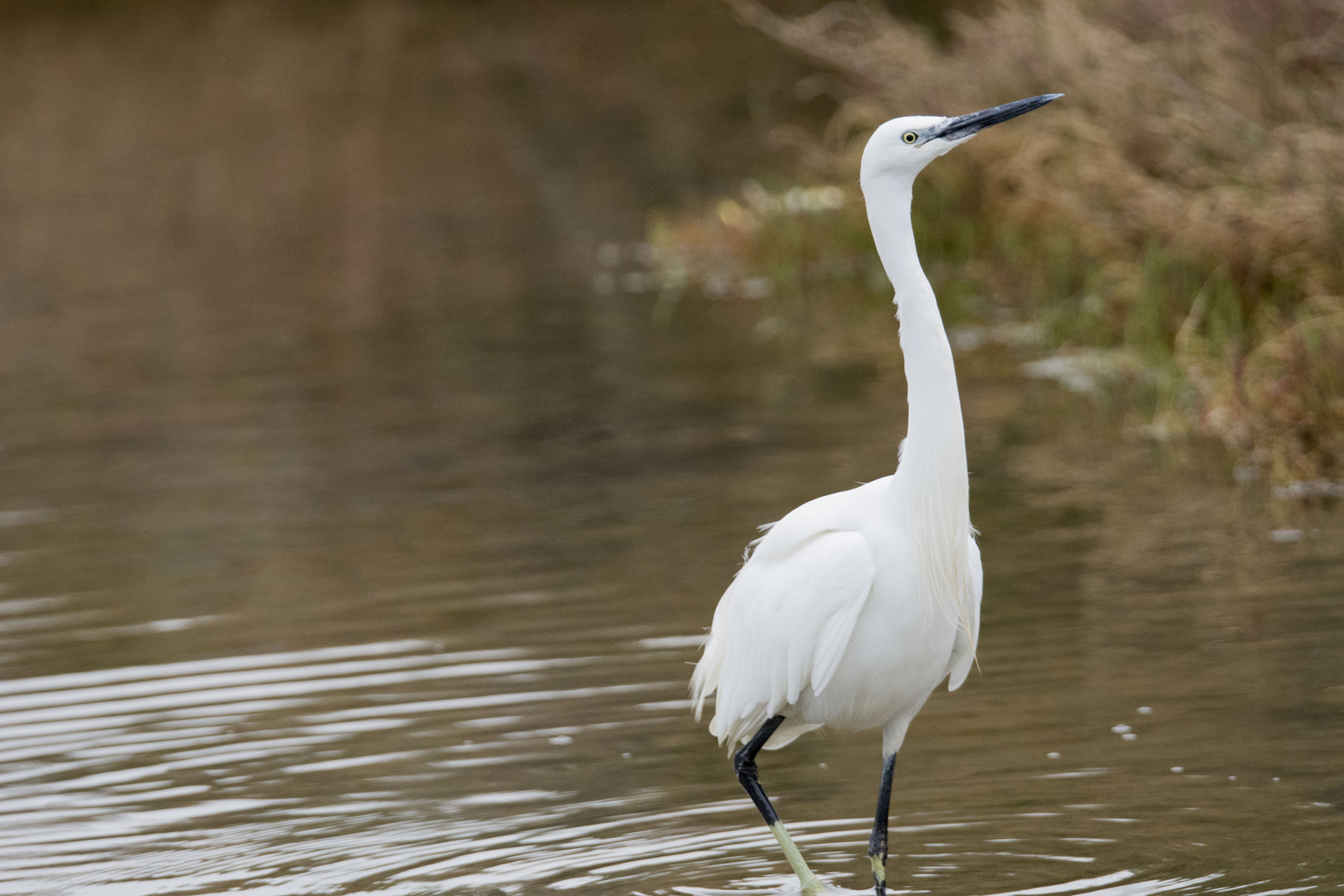 Aigrette 