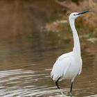 Aigrette 