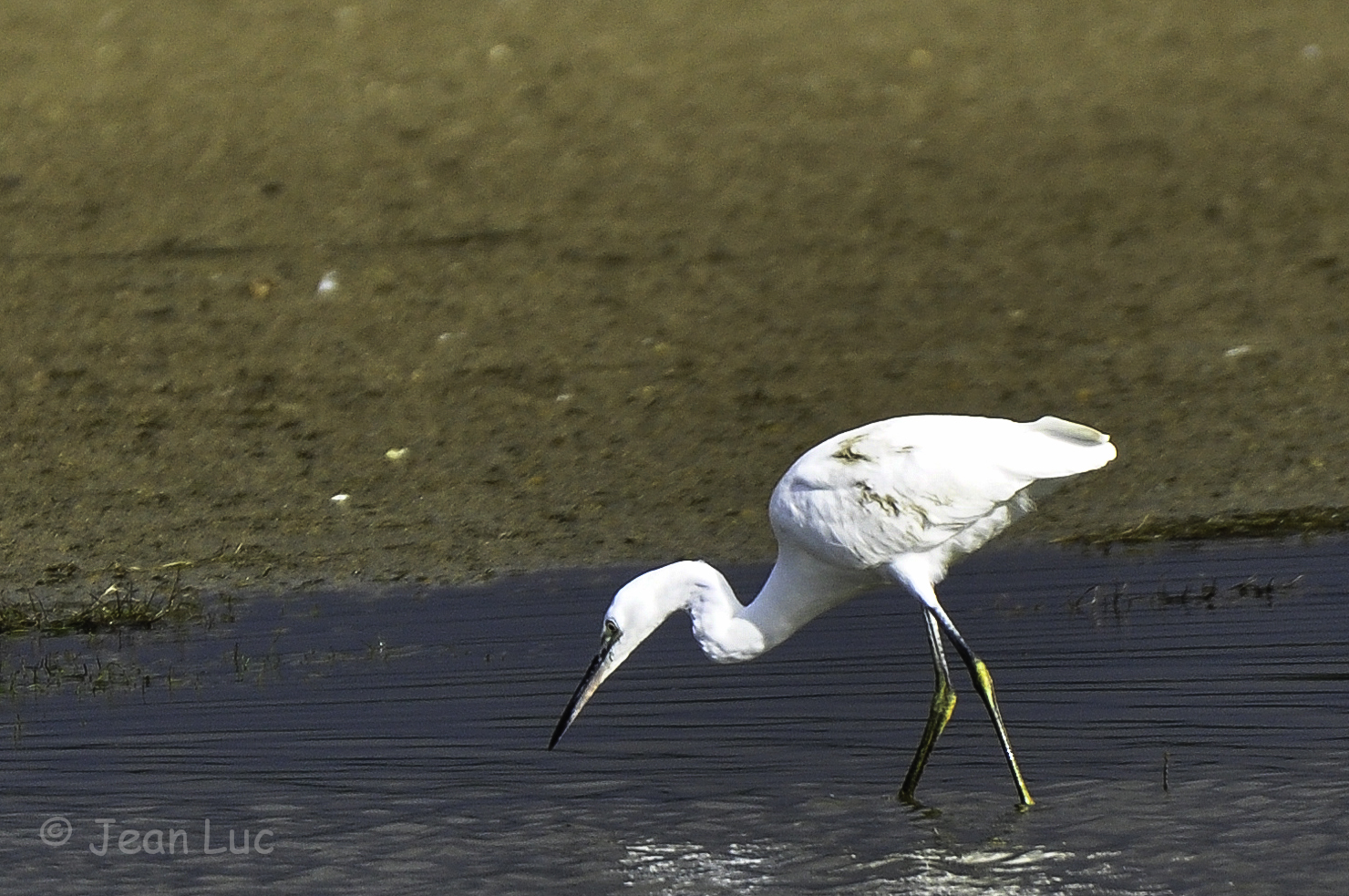 Aigrette