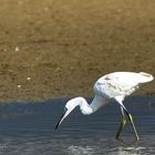 Aigrette