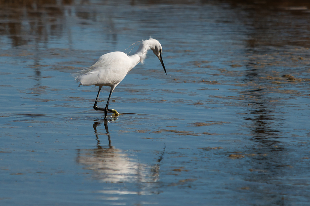 Aigrette