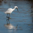 Aigrette