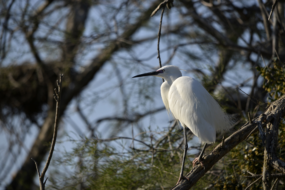 aigrette