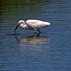 aigrette