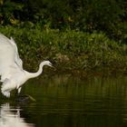 Aigrette