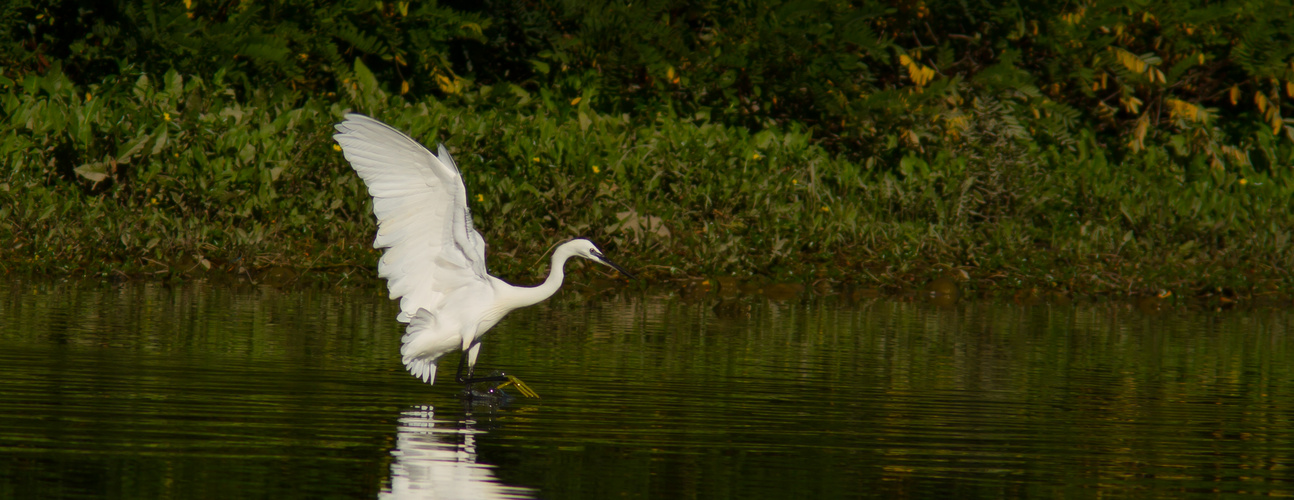 Aigrette