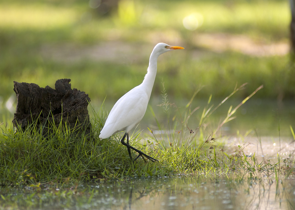 Aigrette