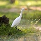 Aigrette