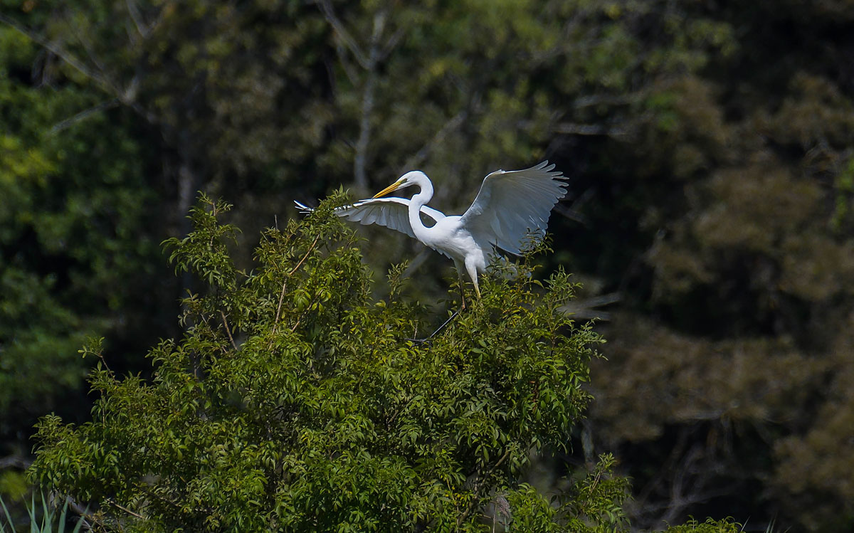 Aigrette