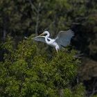 Aigrette