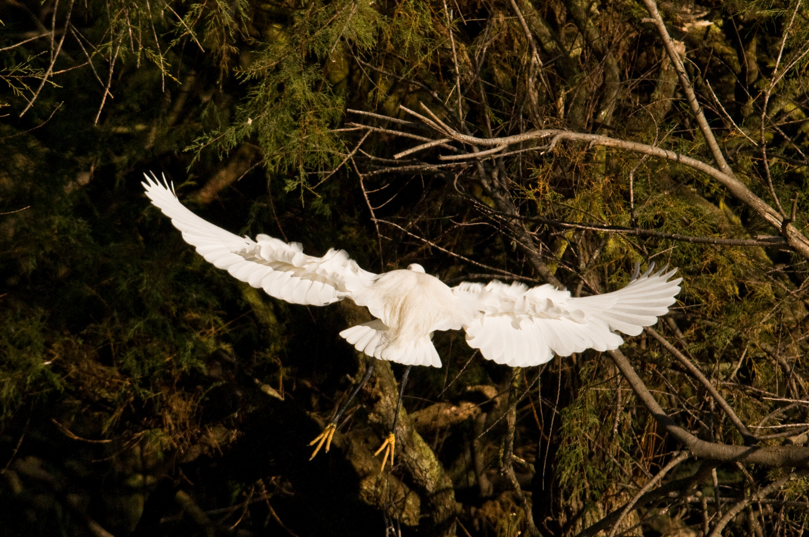 aigrette