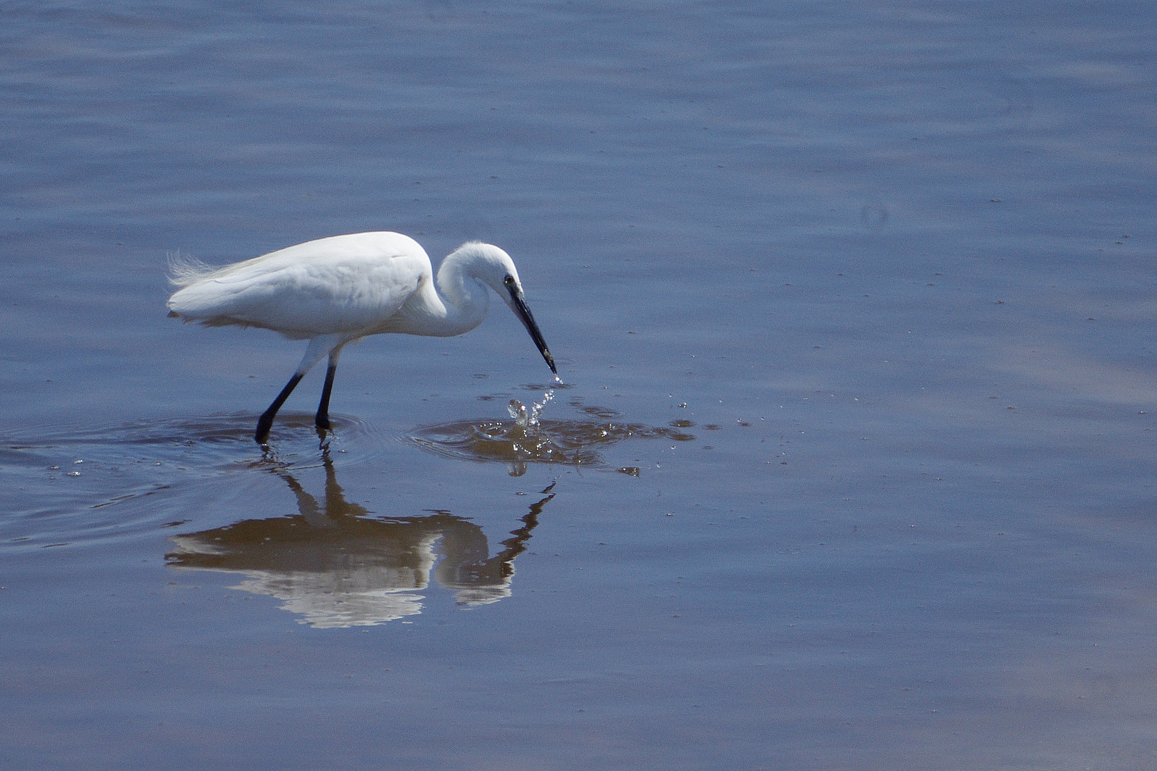 Aigrette