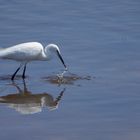 Aigrette