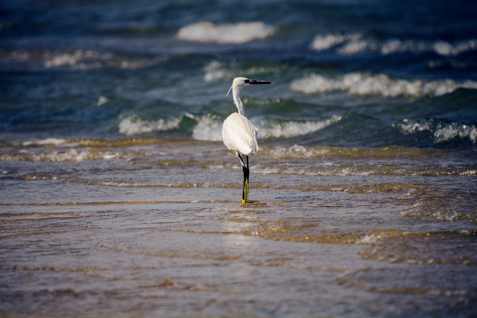 Aigrette à gorge blanche