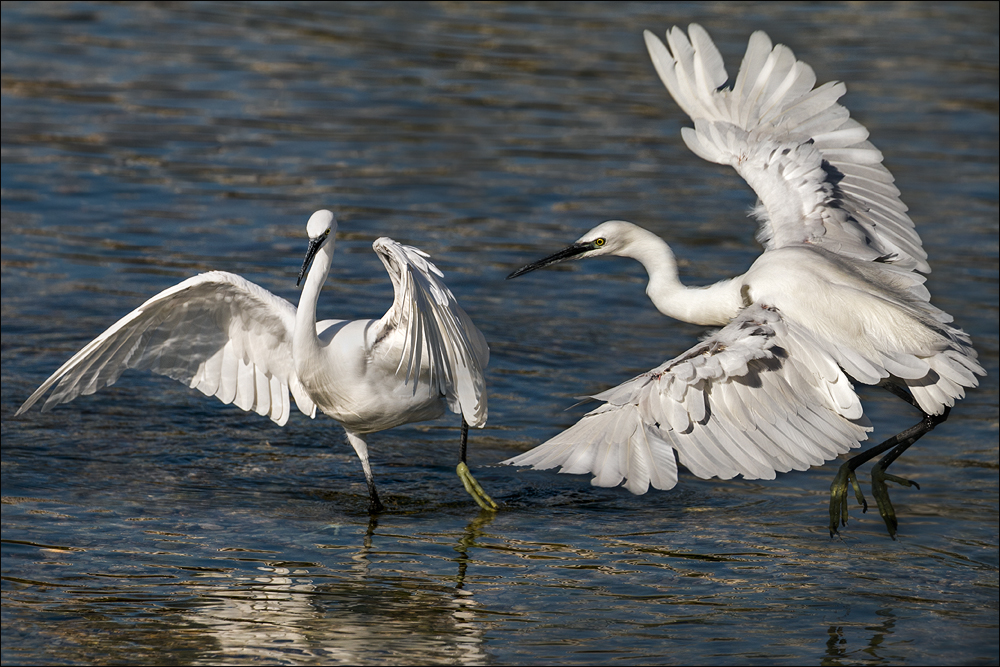 Aigrette à la pêche 