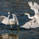 Aigrette à la pêche 