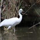 Aigrette à l'affut