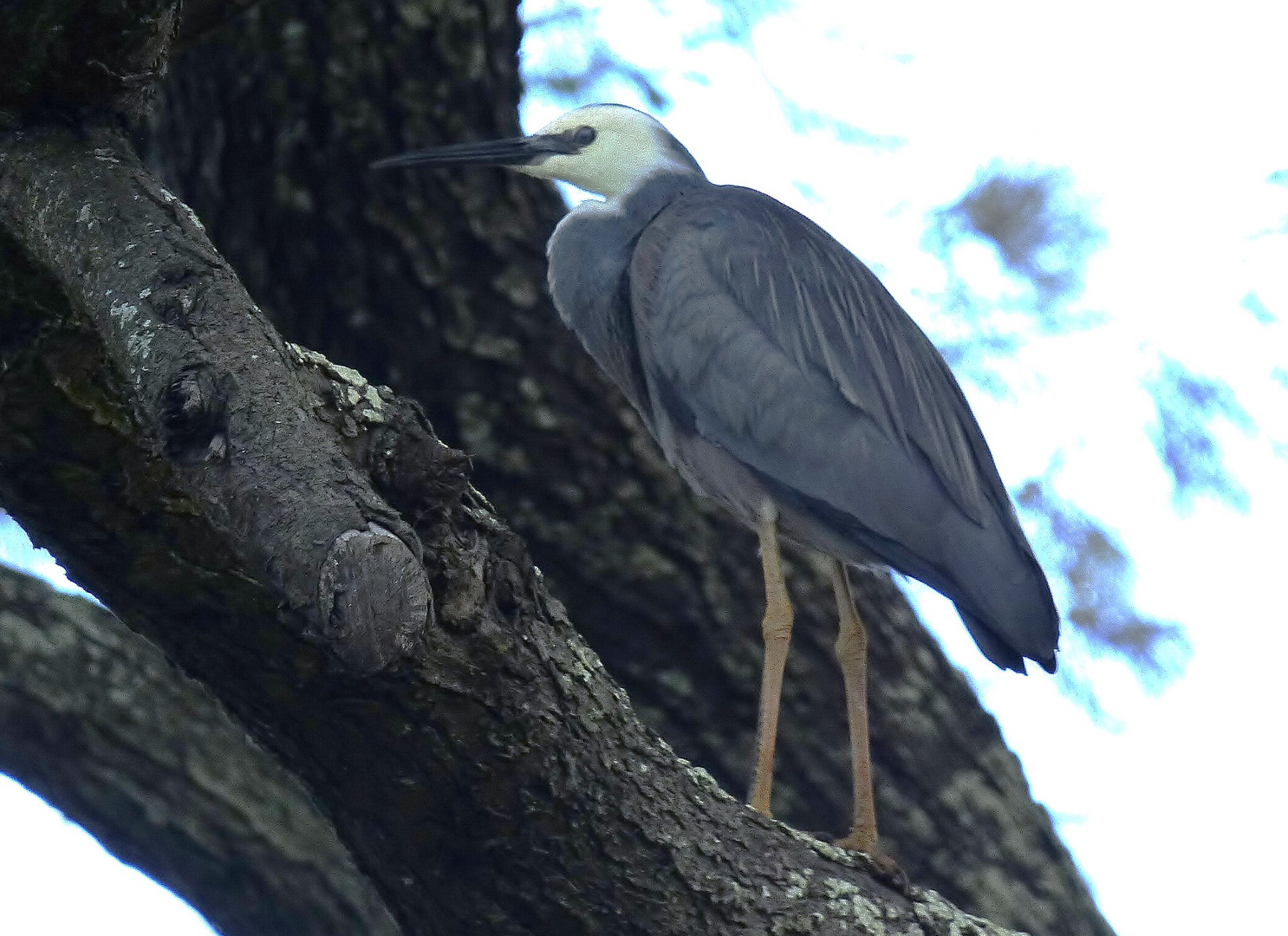 Aigrette à tête blanche