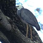 Aigrette à tête blanche