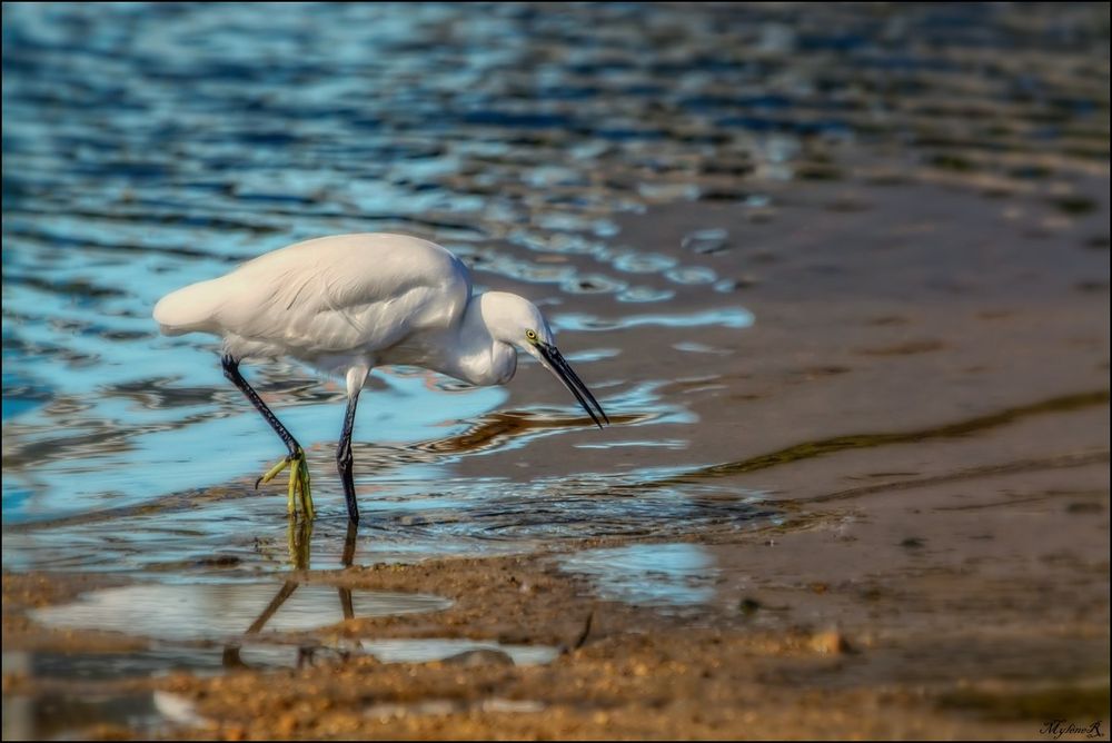 Aigrette