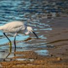 Aigrette