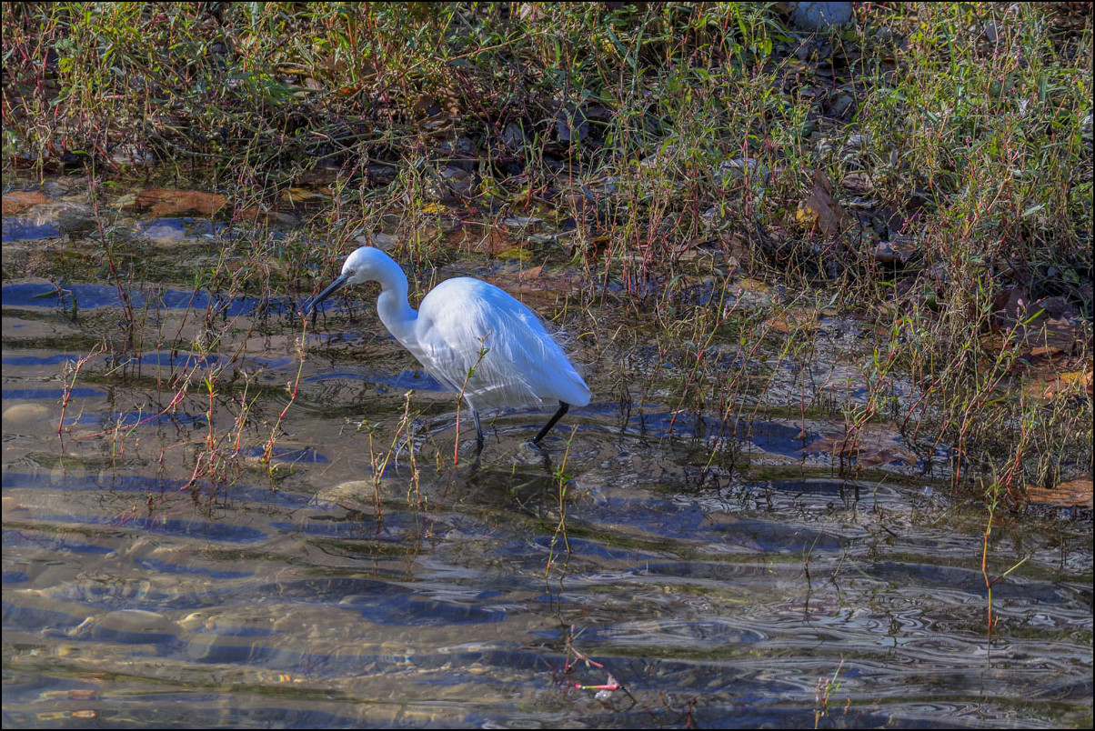 Aigrette